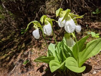 Lady Slippers found along the Appalachian Trail