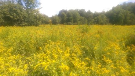 A field of ragweed along the Appalachian Trail