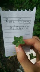 A 5-leaf clover found along the Appalachian Trail