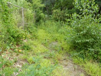 The original pathway was overgrown and ended abruptly into the woods.